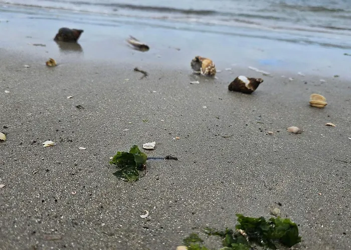 別荘 Luxury Retreat With Pool - By Traum Fanø